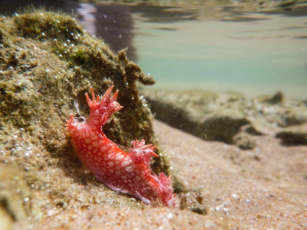 Pousada Kaluana Barra Grande  Ngoại thất bức ảnh